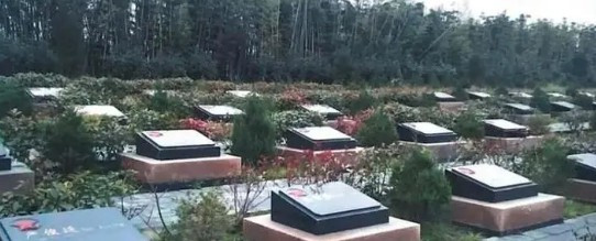 西安生態(tài)葬之什么是樹葬？樹葬的來源-棗園山生態(tài)人文紀念園